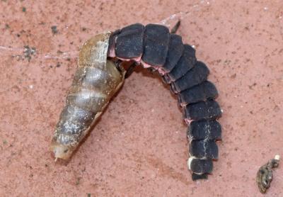 Nyctophila reichii D-I (larva)
