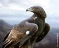 águila real (aquila chysaetos)
