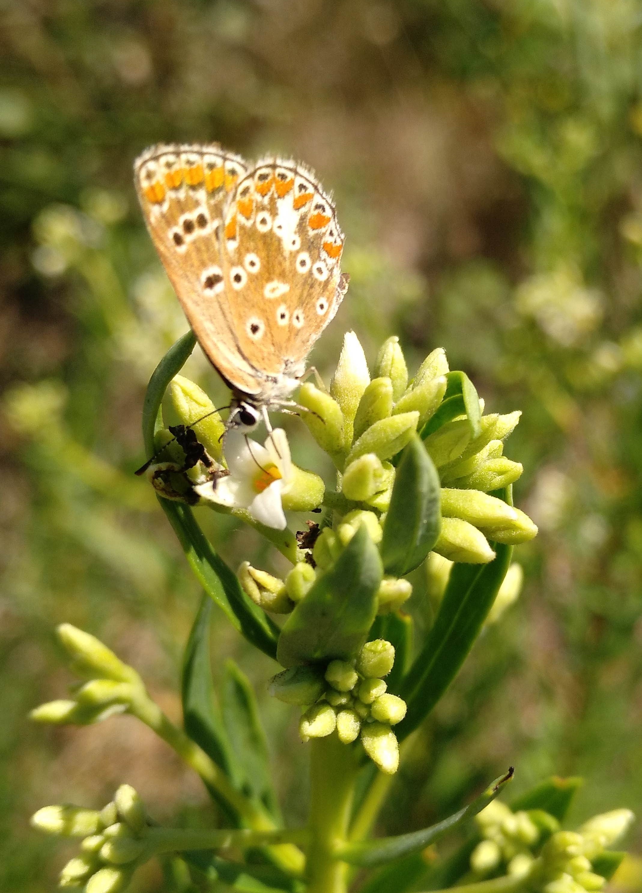 mariposa Aricia sp.