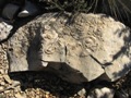 Fósil de Turritella