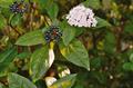Detalle durillo (Viburnum tinus)