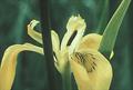Lirio amarillo (Iris pseudoacorum)