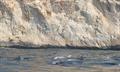 Delfines mulares alrededor de Ifac
